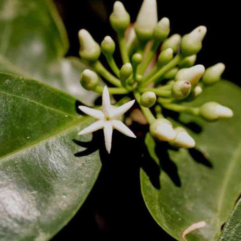 Muira Puama capsules: Verhoog je libido en vitaliteit! - Afbeelding 3